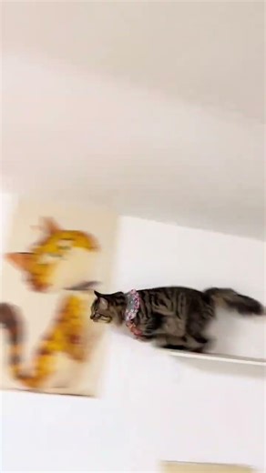 Cat Parkour Masterclass: Leap Over Rooftops & Walls! Cat Parkour Cat Friendly Design Felin