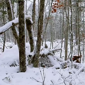 Camping In Snow Storm With Bushcraft Tarp Shelter | Bushcraft WORLD