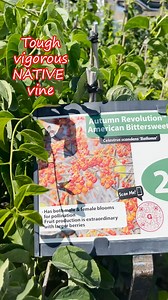 2.1K views · 13 reactions | Hops & a native Bittersweet | Gertens | Facebook