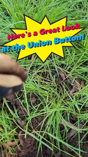 Here's a look at the Union button all cleaned up. Help identify it! #metaldetecting #shorts