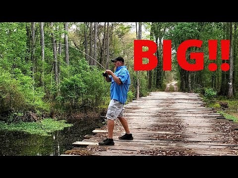 BIG BLUEGILL bream from the WITHLACOOCHEE river!!! (catch clean cook)!