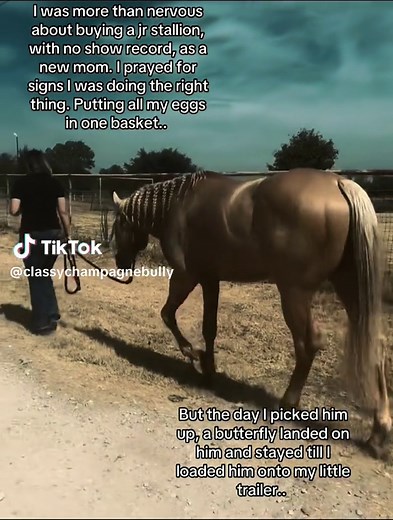 🦋✨ #stallion #heart #god #blessed #prayed #sign #butterfly #viral #silas #classychampagnebully #classy #butterflies #butterflysign #thankyou #God #barrelstallion #barrelhorse #champagnestallion #pcmperformancehorses #apha #painthorse