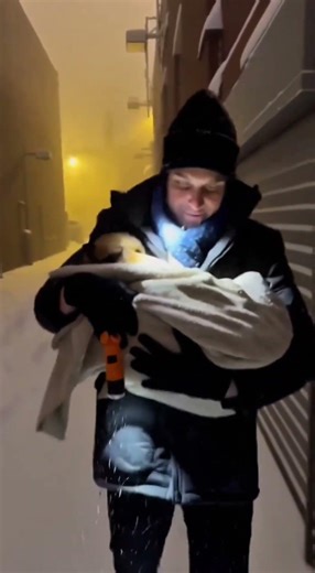 Emotional Rescue of a Freezing Street Dog #animalrescue #dog #dogrescue