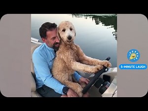 Funny Animals Videos | New Fun 2020 | 5-Minute Laugh
