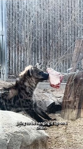17K views · 384 reactions | Caring for our spotted hyenas means...