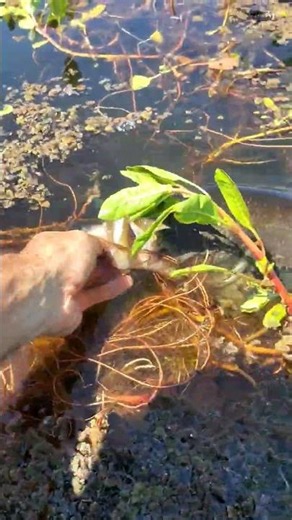 Late spring Bass fishing 🎣🐟🎥🍿 #urbanbassslayers #fishing #bassfishing #fish