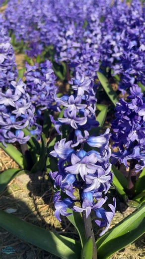 Purple Flowers in Spring | Calm Spring Day