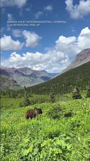Hiker's frightening encounter with bear at Glacier National Park