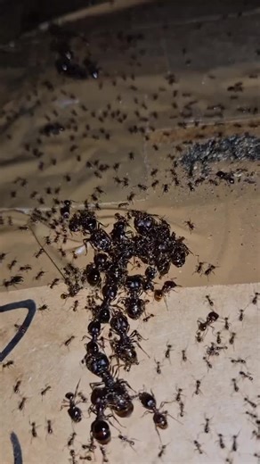 Army of Ants Preparing for Battle