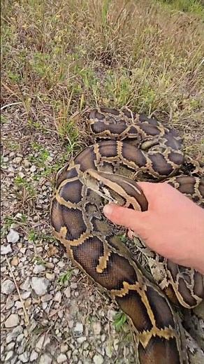 CATATONIC BURMESE PYTHON!