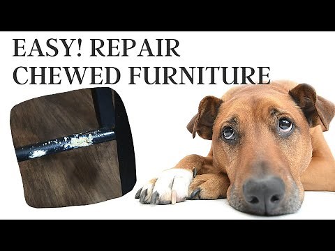 EASY REPAIR \\ How to Fix a Chair My Dog Chewed \\ Bring Your Chewed Furniture Back to Life