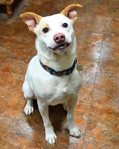 What better way to celebrate National Puppy Day than to adopt a new friend! Come down to Little Shelter this weekend and meet our available pups. Your new best friend is waiting... Little Shelter Animal Rescue & Adoption Center 33 Warner Rd, Huntington, NY 11743 631-368-8770 www.littleshelter.com #littleshelter #adoptdontshop | Little Shelter Animal Rescue & Adoption Center
