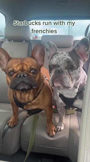 Charming French Bulldog Enjoying Various Sounds