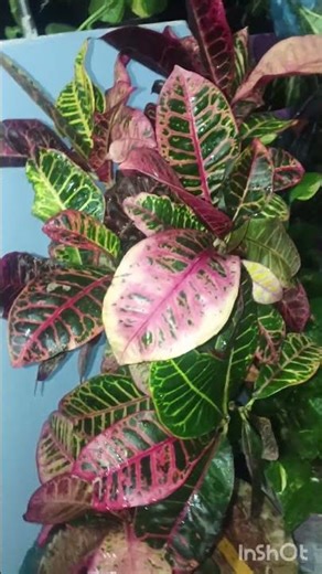 croton plant complete care guide sunlight,water& colourful leaves🌿 #crotone #youtubeshorts