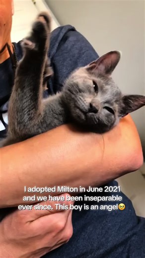 I messed up the captioning in my original post but this is your sign to get a second cat🩶🧡🥰 #cats #catsoftiktok #catlover #fyppppppppppppppppppppppp