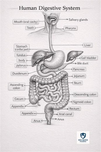 Human Digestive System Diagram ✏️ | Pencil Drawing | B.Pharm | Nursing | Anatomy (Easy)