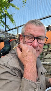 This is a Green Wood Hoopoe - having fun with me today! 🙌🏻🐤 | Ivan Carter