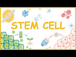 What Are Stem Cells? Embryonic vs Adult | GCSE Biology
