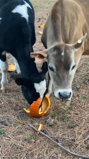 Did you know cows can safely eat pumpkins?  They’re packed with nutrients and make a great seasonal snack. Instead of tossing yours, donate them to a local farm — every pumpkin helps reduce waste! ♻️ #FarmLife #SustainableAg #PumpkinFacts #Dairy #Cow | Over The Moon Dairy | Facebook