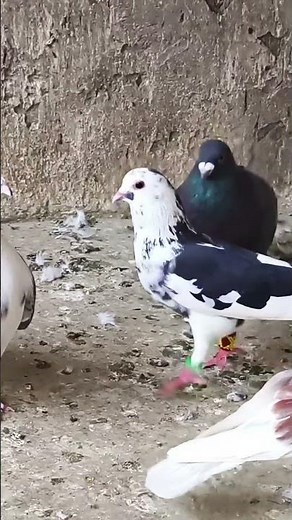 Pigeon Sounds Compilation | Real Pigeon Cooing Sounds | Bird Sounds in Nature #birdlives