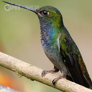 2.3M views · 71K reactions | Isn't there something so soothing about hummingbirds? | Nature | PBS | Facebook