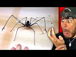 tödliche Spinne beißt mich.. (nicht nachmachen)