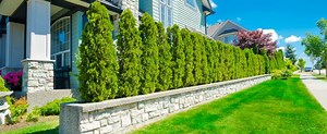 Privacy Landscaping Ideas | Plant Professionals