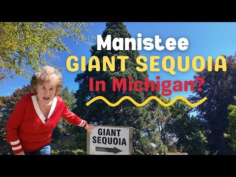 Giant Sequoia in Michigan?! Manistee’s Hidden Arboretum