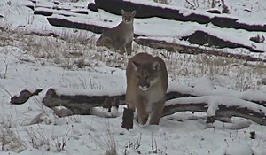 Video: Decoy Draws in Pair of Mountain Lions | OutdoorHub