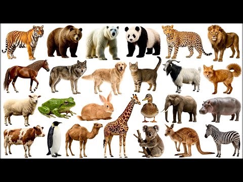 Animals Names in English | Learn 30 Animal Names & Sounds for Kids | Educational Video #animalnames