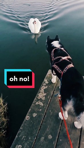 Fares Maguire on TikTok