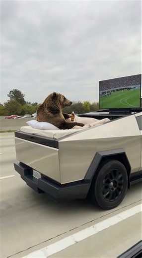 When Tesla is a den with a plasma 🐻 #tesla #cybertruck #medved