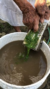 6.5M views · 132K reactions | Añade esta planta al agua turbia y se convertirá en potable! | El recetario de Jennifer | Facebook