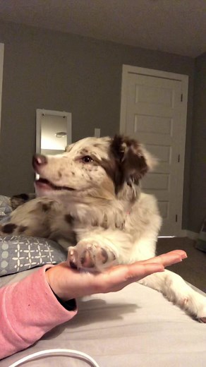 PennyPiePuppy (@pennypiepuppy)’s videos with S.I.M.P (Squirrels In My Pants) [From 'Phineas And Ferb'] - Geek Music