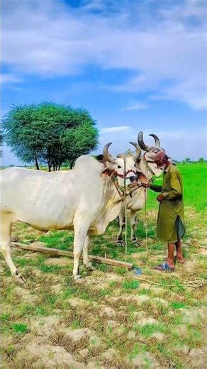 Bull plouging beauty of village #viral https://youtube.com/shorts/z3_RTeqTs6w?si=1JTsfscE00N_0M97