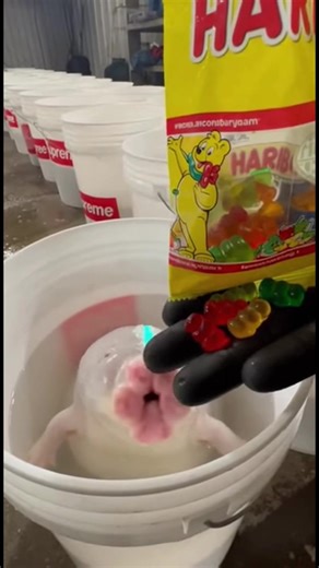 Benevolent Species Loves Haribo Gummies 👾🧸👽 👀 #alienspecies #extraterrestrial #extraterrestriallife #aliencreature