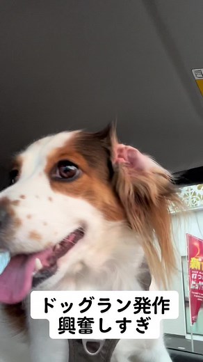 TikTokでJapanese Kooikerhondje; Hanaさんをチェック！