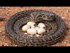 The 300-Days From Egg to Survivor Growth of a Reticulated Python: Becoming the Longest Snake