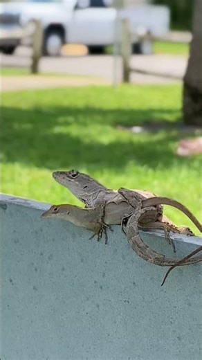 HAVE YOU EVER SEEN LIZARDS “MAKING BABIES” #dwkfv #ASL #lizard