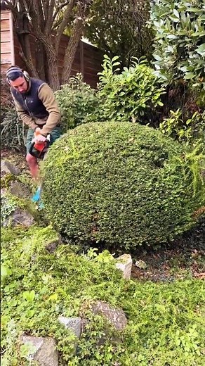 Overgrown hedge trimmed clean ✂️🔥 #HedgeCare #BeforeAfter