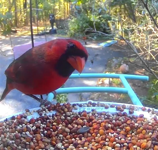 Discover the Northern Cardinal's Unique Behaviors