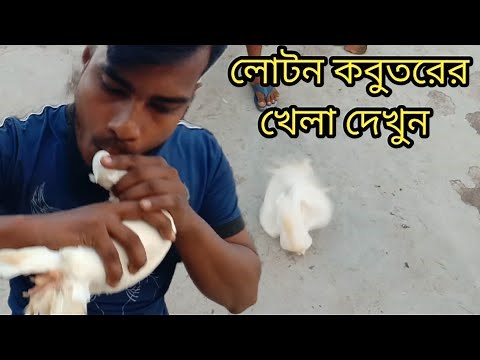 লোটন কবুতরের আজব খেলা দেখুন। আসল লোটন কবুতর চেনার উপায়।kabutar khamar,lotan kabutar in Bangladesh