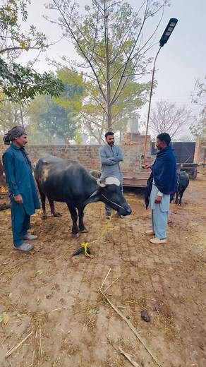 572K views · 26K reactions | Sel kar Di bhens | Mian Dildar | Facebook