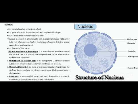 Topic: Nucleus / Class 9th / Chapter: The Fundamental Unit of Life/ Biology