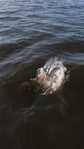 HUGE musky strike #fishing #fishingvideo #musky #bassfishing #lake #angler #pike #boat #water