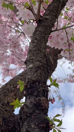 Cherry Blossom tree🌸 #springseason #nyc #usa #blossom #spring#colors #amazing #beautiful