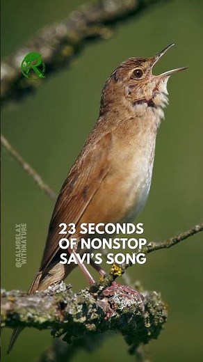 🐦 Savi’s, Sedge, & Icterine Warbler Songs! 🎶 #calmrelaxwithnature