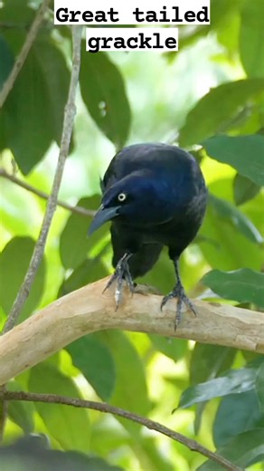3.9K views · 73 reactions | Loud, social, and strikingly beautiful. Grackles add character to any scene #reels #bird #nature #sound #singing | Okicau | Facebook