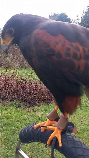 HARRIS HAWK SOUNDS