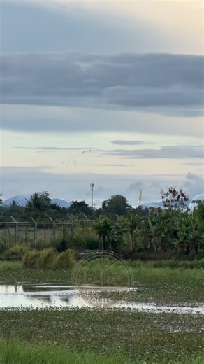 Ever wonder what it feels like to chase a plane from the roadside? 🚦 This Cebu Pacific A320 starts its roll behind the houses, then… lift-off! Watch closely as the landing gears tuck in perfectly — every second counts. 😲 💨 Side profile, engine roar, and full takeoff in one shot! Can you spot the exact moment it leaves the ground? #CebuPacific #A320 #PlaneSpotting #Takeoff AvGeek AviationLovers FlightVideo Airplanes RunwayViews PlaneSpotterLife AviationDaily FlyingHigh | Aero Noir Queen